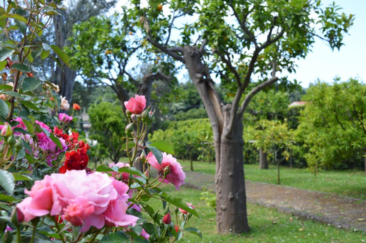 Sara'S Sweet Corner Bed and Breakfast Meta Εξωτερικό φωτογραφία
